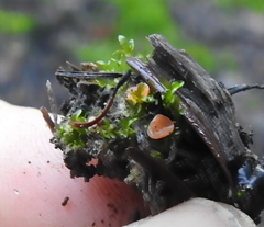 Pulvinula archeri