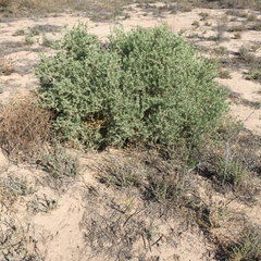 Atriplex watsonii