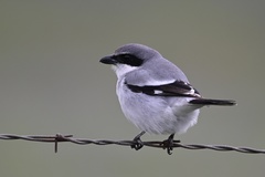 Lanius ludovicianus gambeli