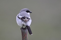 Lanius ludovicianus gambeli