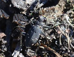 Cicindela longilabris