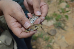Gerrhonotus liocephalus