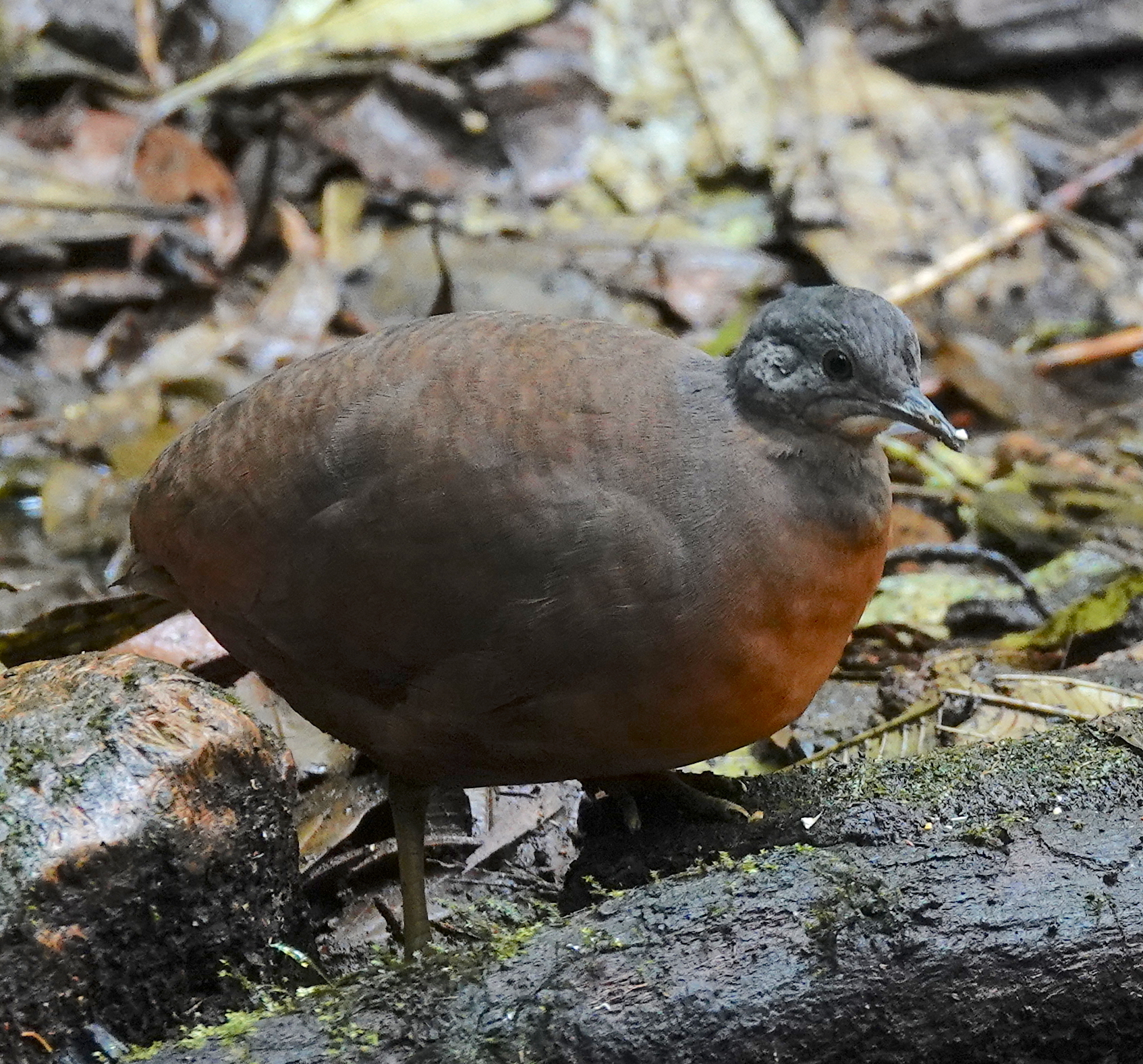 Little Tinamou (Crypturellus soui)