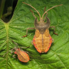 Menenotus lunatus