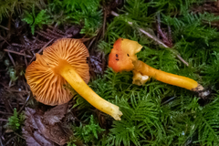 Hygrocybe constans