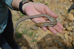 Gerrhonotus liocephalus