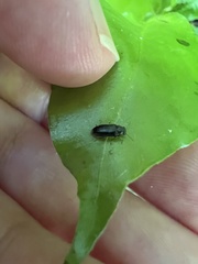 Maoraxia eremita