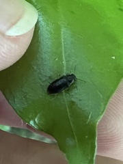 Maoraxia eremita