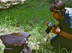 Crotalus willardi willardi