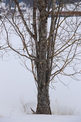 Salix daphnoides
