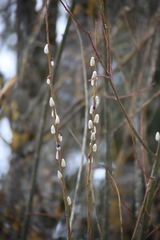Salix daphnoides