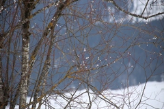 Salix daphnoides