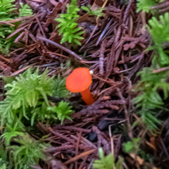 Hygrocybe constans