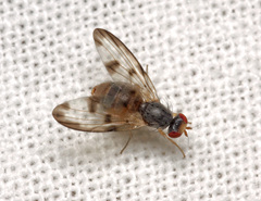 Palloptera umbellatarum