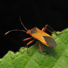 Hypselonotus bitrianguliger