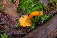 Hygrocybe constans