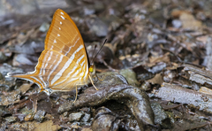 Marpesia marcella marcella