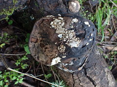 Trichoderma pulvinatum