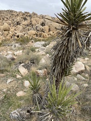 Yucca schidigera