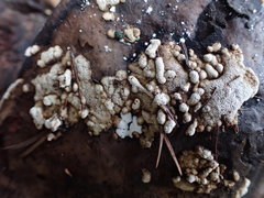 Trichoderma pulvinatum