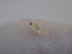 Valenzuela indicator