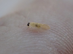 Valenzuela indicator