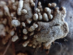 Trichoderma pulvinatum