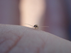 Valenzuela indicator