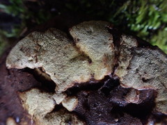 Trichoderma pulvinatum