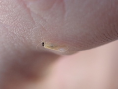 Valenzuela indicator