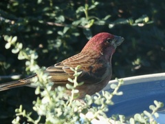 Haemorhous purpureus californicus