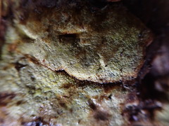 Trichoderma pulvinatum