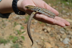 Gerrhonotus liocephalus