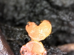 Pulvinula archeri