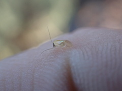 Valenzuela indicator