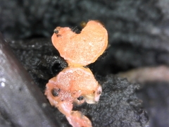 Pulvinula archeri