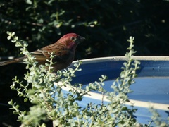 Haemorhous purpureus californicus