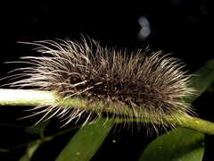 Apistosia judas