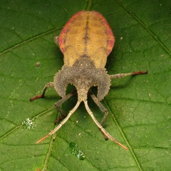 Menenotus lunatus