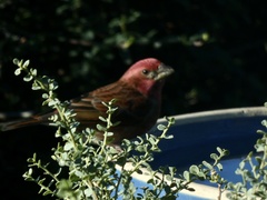 Haemorhous purpureus californicus