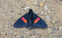 Mimoniades nurscia