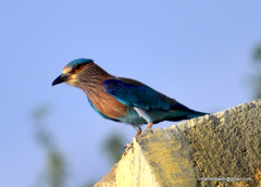 Coracias benghalensis indicus