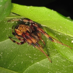 Araneus venatrix