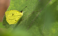 Abaeis xantochlora xantochlora