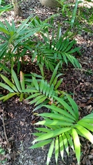 Zamia prasina