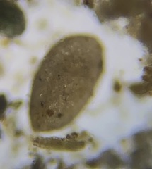 Miliammina fusca