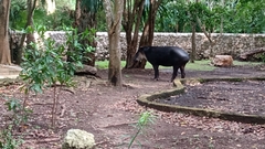 Tapirus