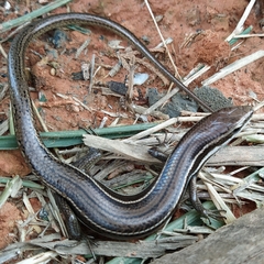 Notomabuya frenata