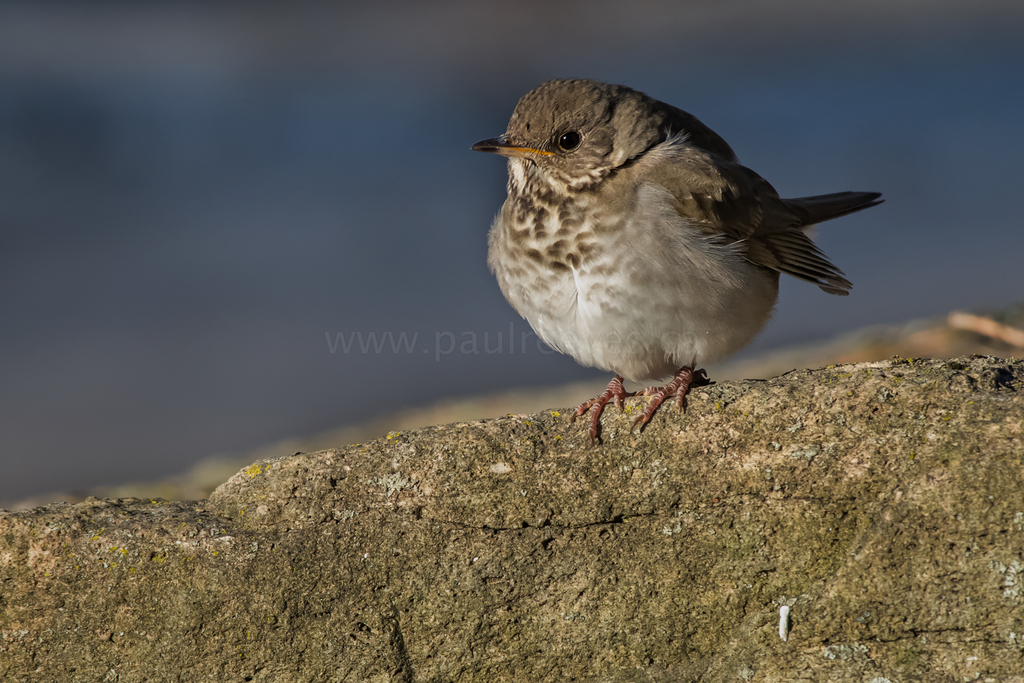 Grey-Cheeked Thrush
