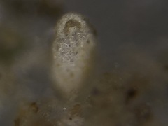 Miliammina fusca